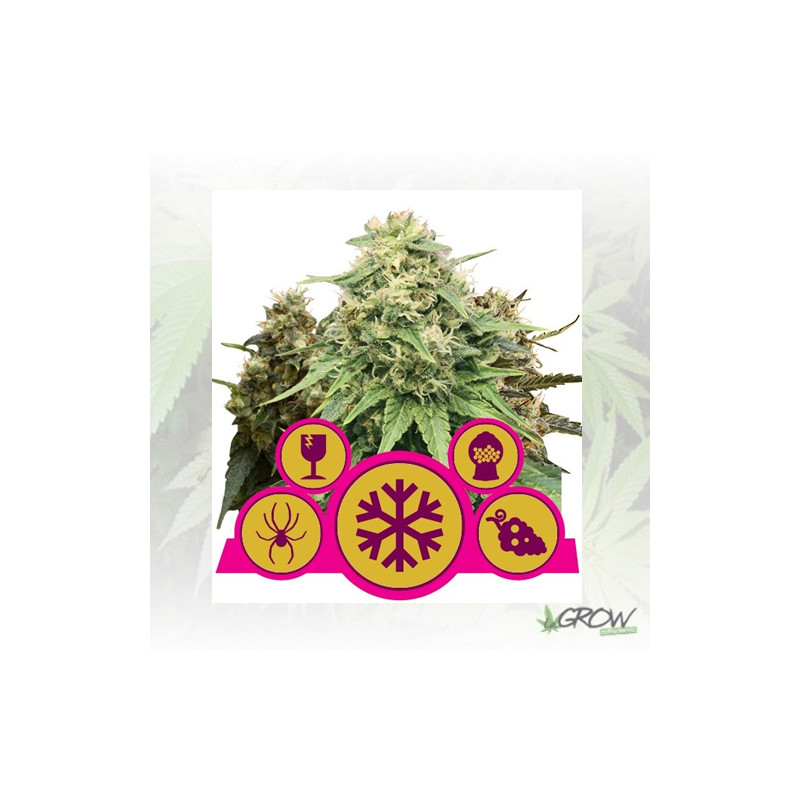 Femenized Mix Royal Queen Seeds - 3 Seeds