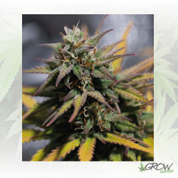 Stress Killer Auto CBD Royal Queen Seeds - 1 Seed