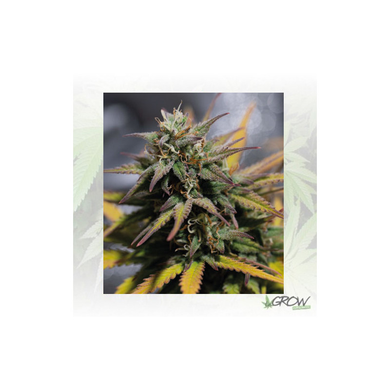 Stress Killer Auto CBD Royal Queen Seeds - 5 Seeds