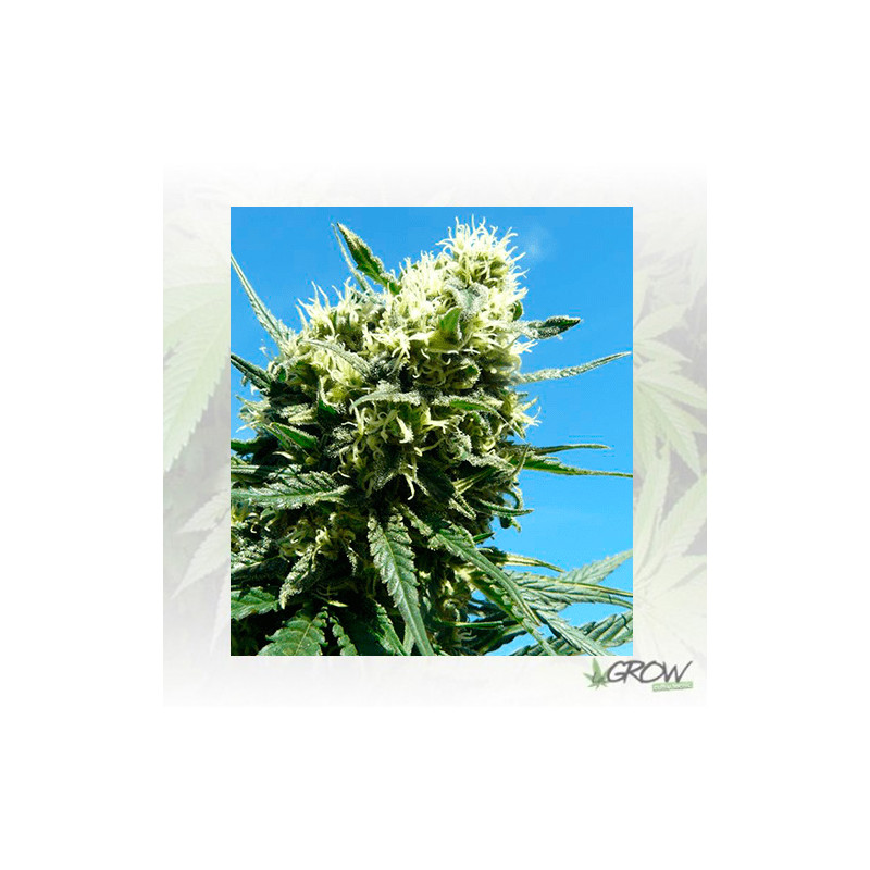 Fast Eddy Auto CBD Royal Queen Seeds - 10 Seeds