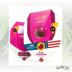 Royal Cookies Royal Queen Seeds - 1 Seed