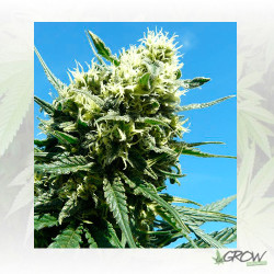 Fast Eddy Auto CBD Royal Queen Seeds - 3 Seeds