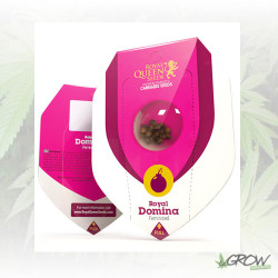 Royal Domina Royal Queen Seeds - 3 Seeds