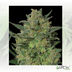 LSD Barney's Farm - 3 Seeds