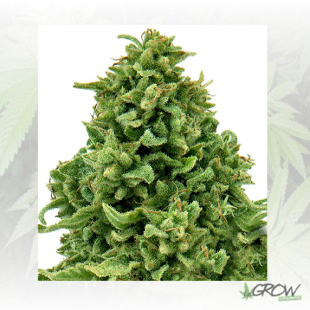 Sweet Tooth Auto Barney's Farm - 1 Seed