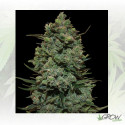 Cookies Kush™ Barneys Farm - 1 Seed