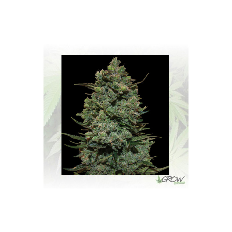 Cookies Kush™ Barneys Farm - 1 Seed