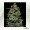 Cookies Kush™ Barneys Farm - 1 Seed