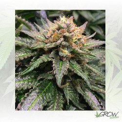 Amnesia Lemon Barney's Farm - 1 Seed