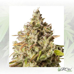 Royal Gorilla Royal Queen Seeds - 5 Seeds