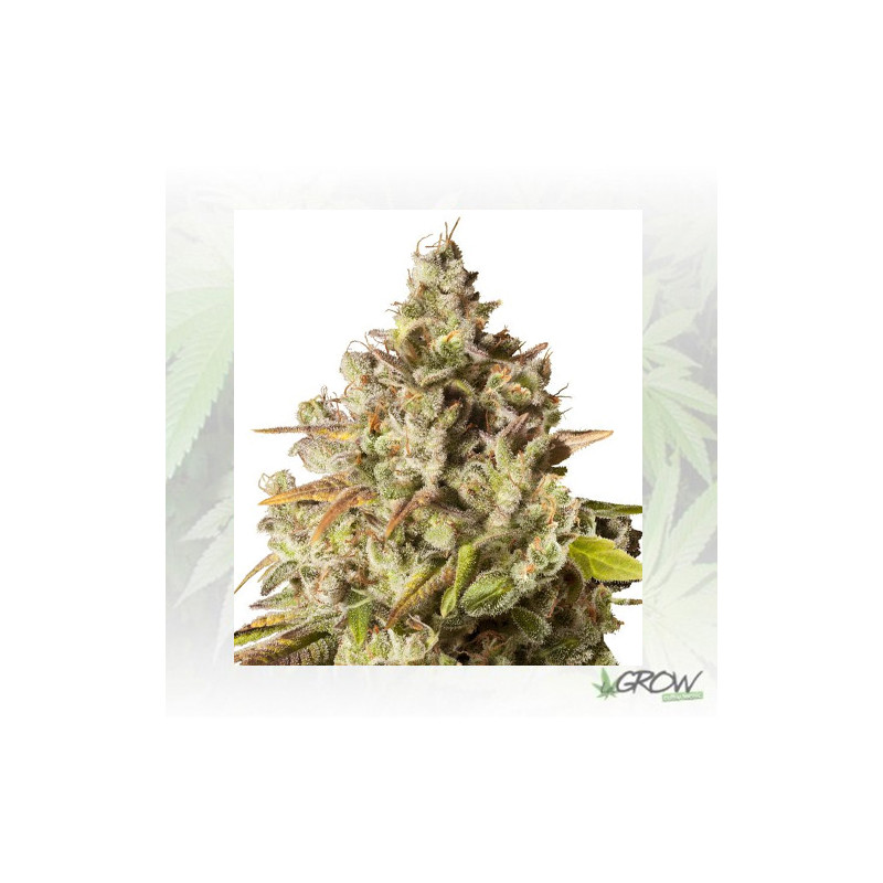 Royal Gorilla Royal Queen Seeds - 5 Seeds