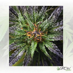 Purple Queen Royal Queen Seeds - 1 Seed