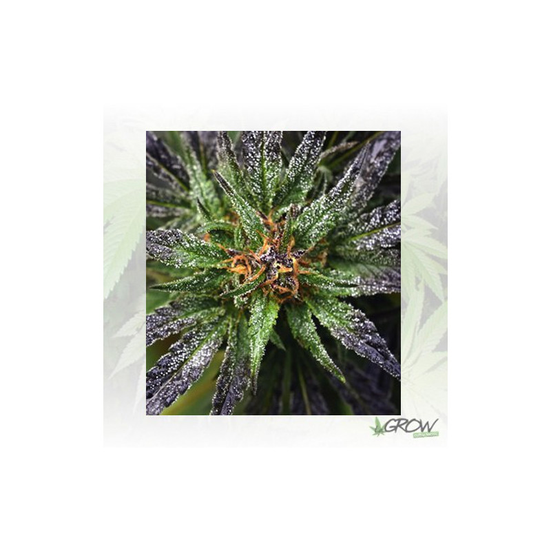 Purple Queen Royal Queen Seeds - 1 Seed