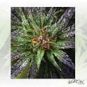 Purple Queen Royal Queen Seeds - 3 Seeds