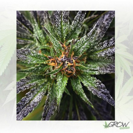 Purple Queen Royal Queen Seeds - 10 Seeds