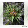 Purple Queen Royal Queen Seeds - 10 Seeds