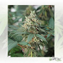 Fat Banana Royal Queen Seeds - 10 Seeds