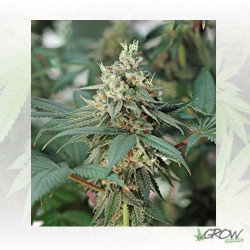 Fat Banana Royal Queen Seeds - 10 Seeds
