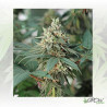 Fat Banana Royal Queen Seeds - 10 Seeds