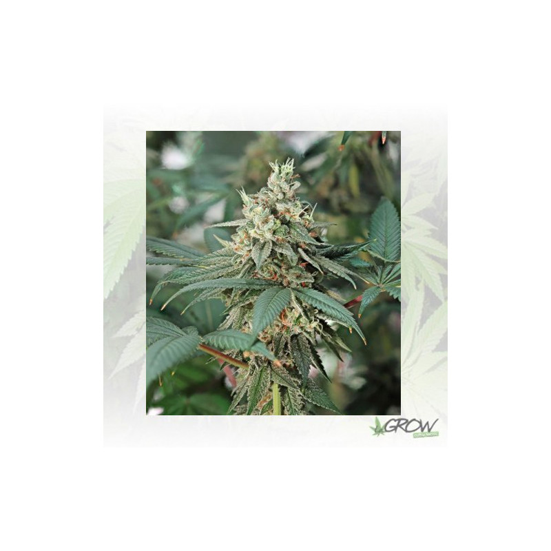 Fat Banana Royal Queen Seeds - 5 Seeds