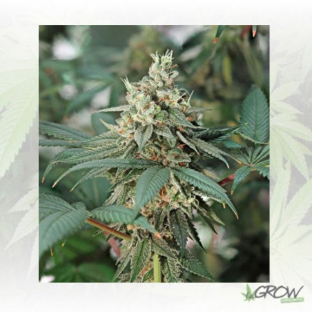 Fat Banana Royal Queen Seeds - 5 Seeds