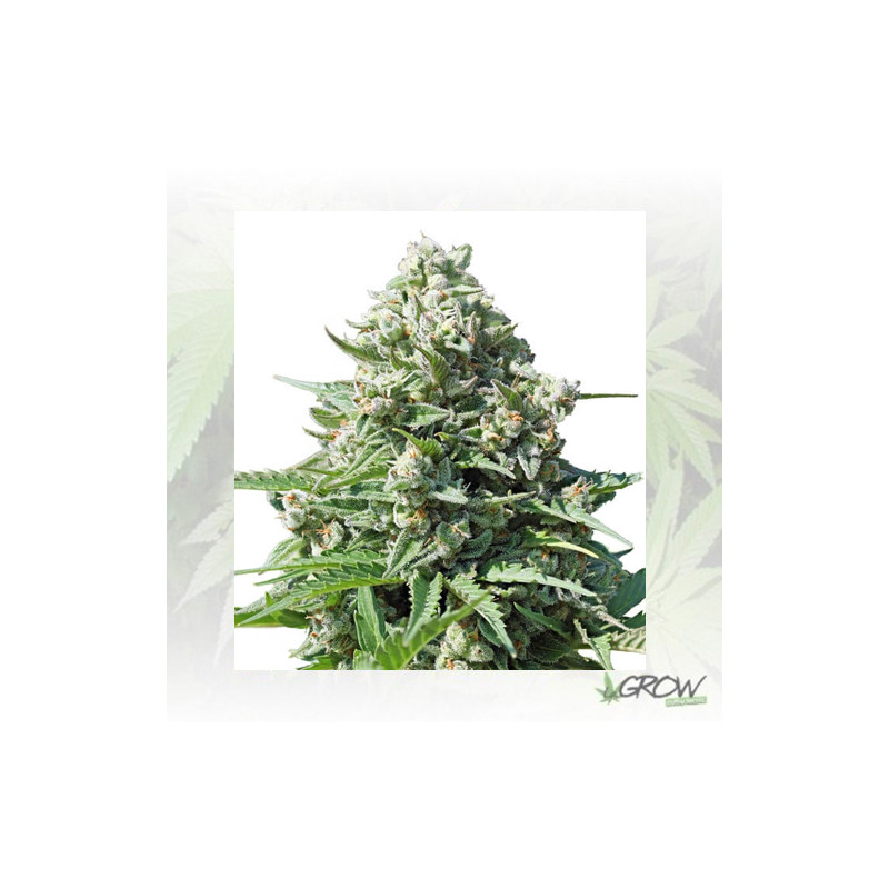 Royal Gorilla Auto Royal Queen Seeds - 5 Seeds