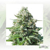 Royal Gorilla Auto Royal Queen Seeds - 5 Seeds
