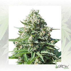 Royal Gorilla Auto Royal Queen Seeds - 10 Seeds