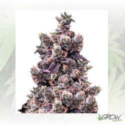 Wedding Gelato Royal Queen Seeds - 3 Seeds