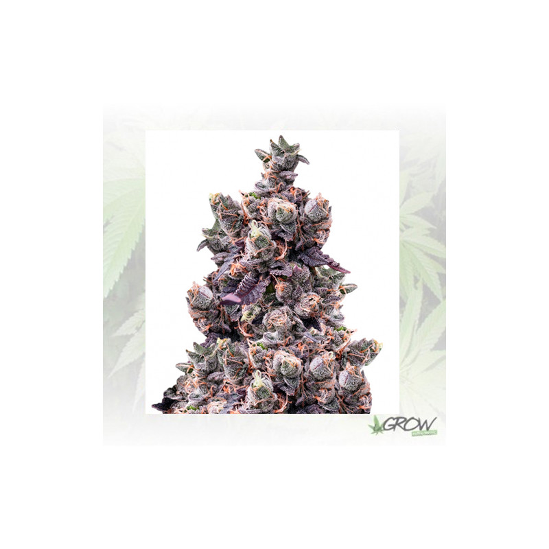 Wedding Gelato Royal Queen Seeds - 5 Seeds