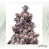 Wedding Gelato Royal Queen Seeds - 5 Seeds