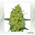 Master Kush White Label - 3 Seeds