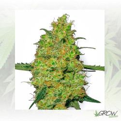 Master Kush White Label - 3 Seeds
