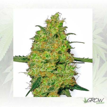 Master Kush White Label - 3 Seeds