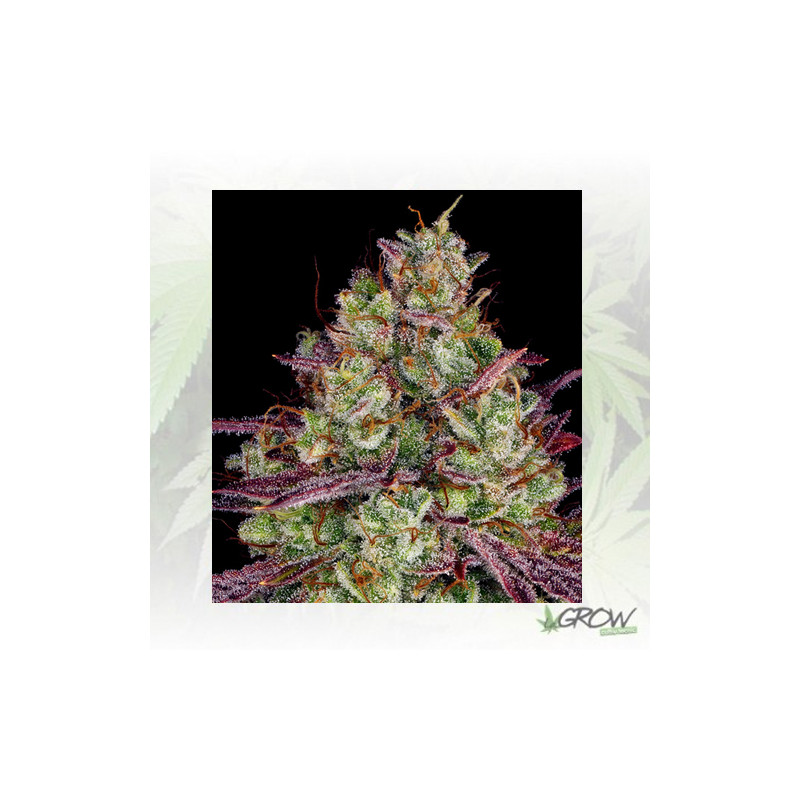 Mimosa Evo Barney's Farm - 10 Seeds