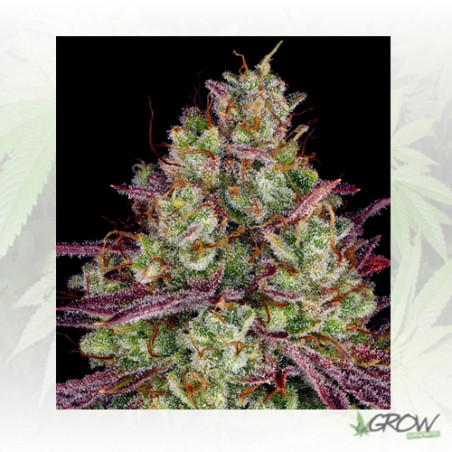 Mimosa Evo Barney's Farm - 10 Seeds
