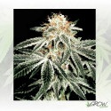 White Widow Green House Seeds® - 5 Seeds