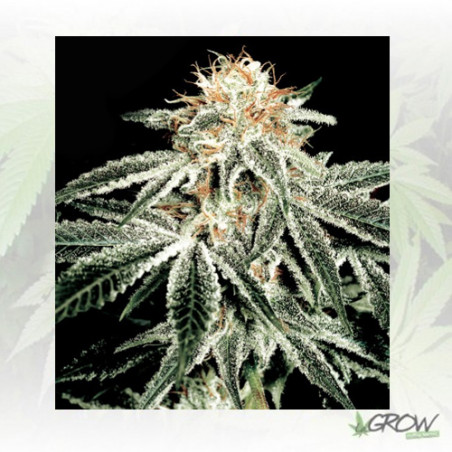 White Widow Green House Seeds® - 5 Seeds
