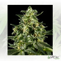 Himalaya Gold Green House Seeds® - 5 Seeds