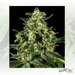Himalaya Gold Green House Seeds® - 5 Seeds