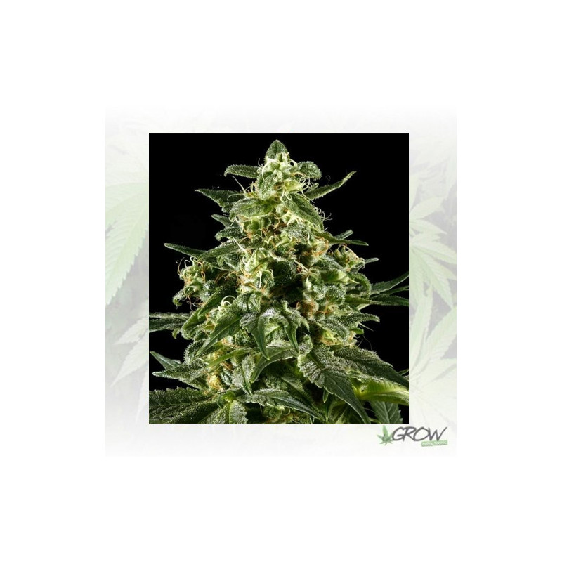 Himalaya Gold Green House Seeds® - 5 Seeds