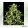 Himalaya Gold Green House Seeds® - 5 Seeds