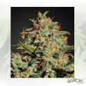 Big Bang Green House Seeds® - 5 Seeds