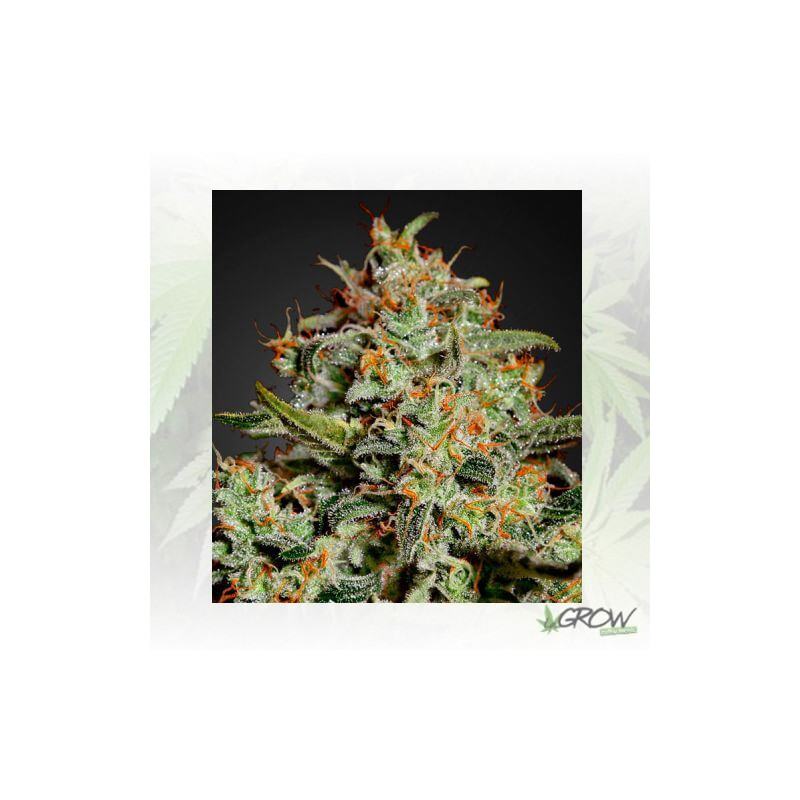 Big Bang Green House Seeds® - 5 Seeds