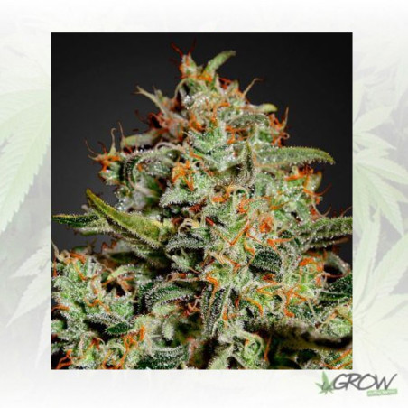 Big Bang Green House Seeds® - 5 Seeds