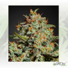 Big Bang Green House Seeds® - 5 Seeds