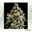 Jack Herer Green House Seeds® - 10 Seeds