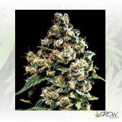Jack Herer Green House Seeds® - 10 Seeds