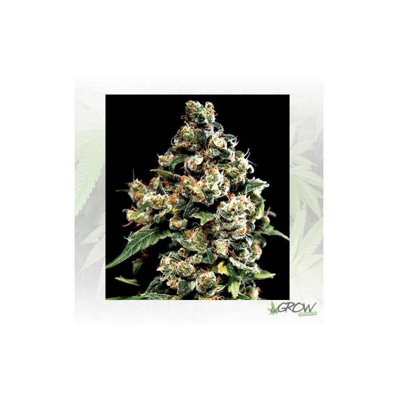 Jack Herer Green House Seeds® - 10 Seeds