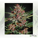 Bubba Kush Green House Seeds® - 3 Seeds